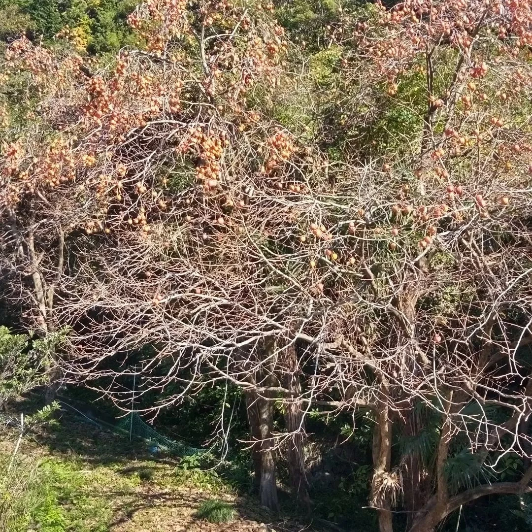 湯河原の城山へのハイキングコースの途中で見た野生の柿の木。