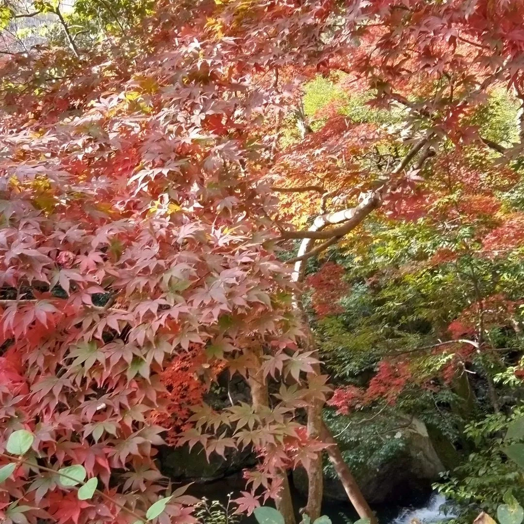 湯河原万葉公園の紅葉。