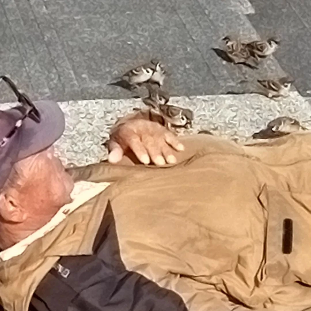 寝ているおじさんのすぐそばにスズメが何羽も。
