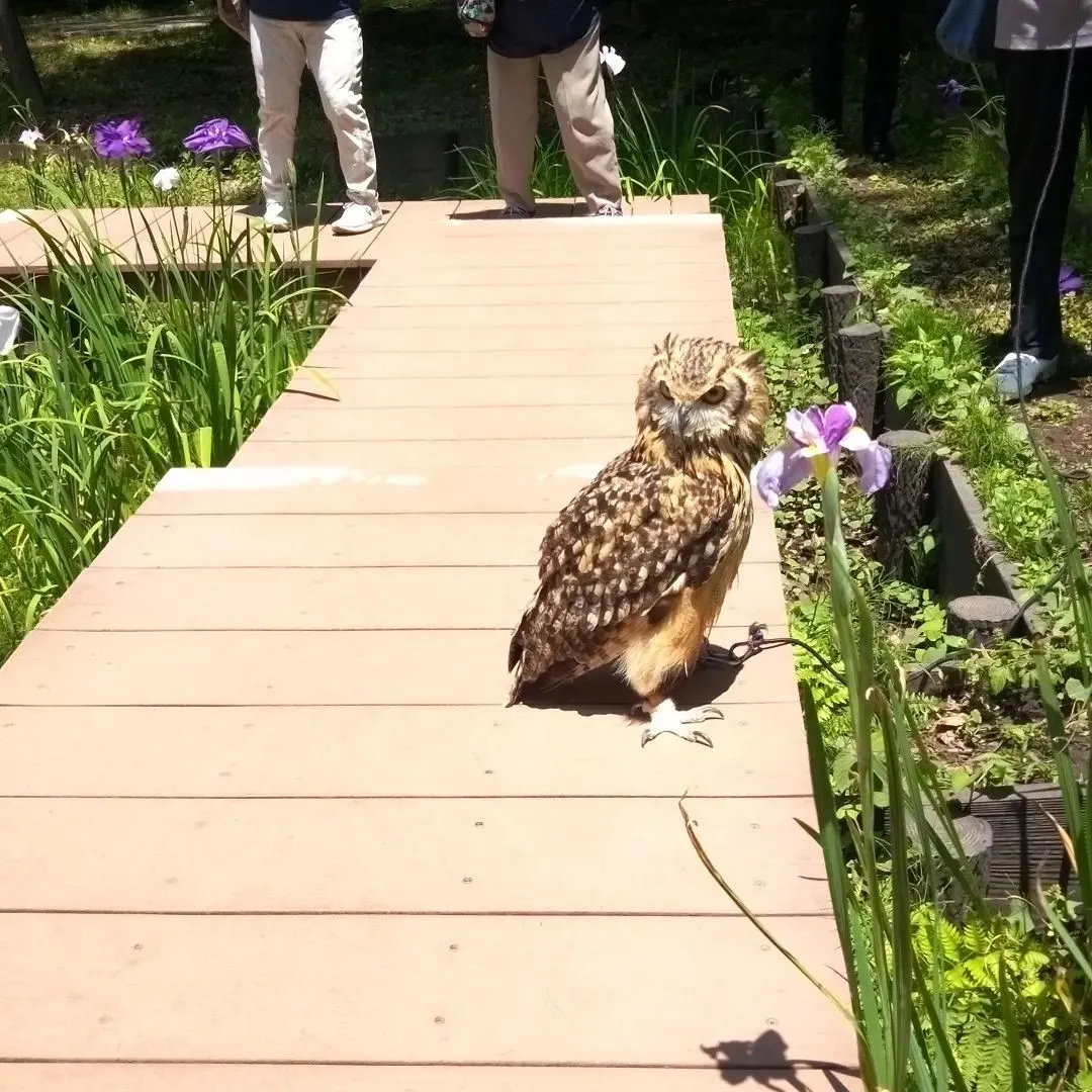 突然、公園に大きな鳥。