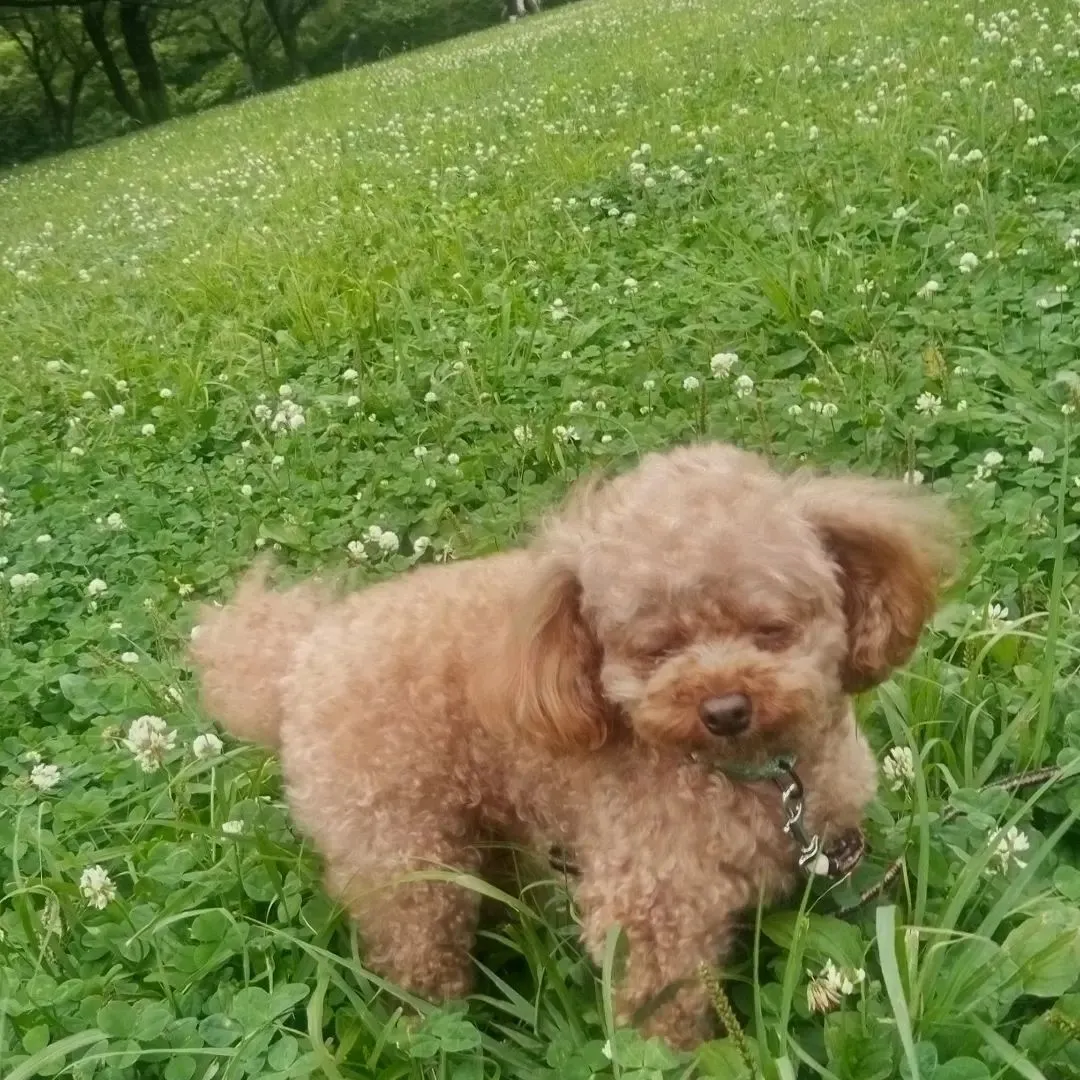 四季の森公園で犬の散歩。