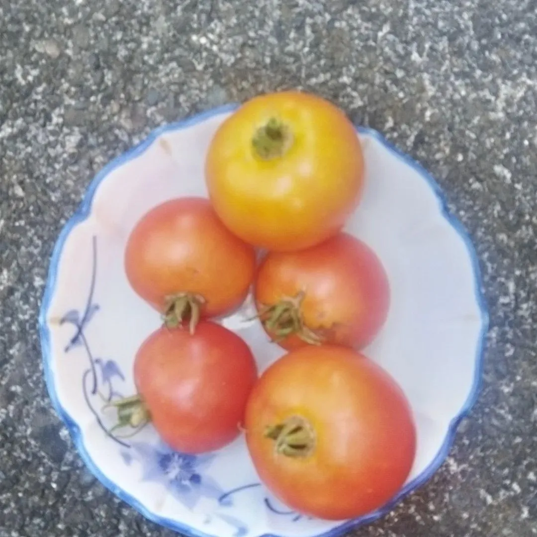 我が家のトマト5個取れました。