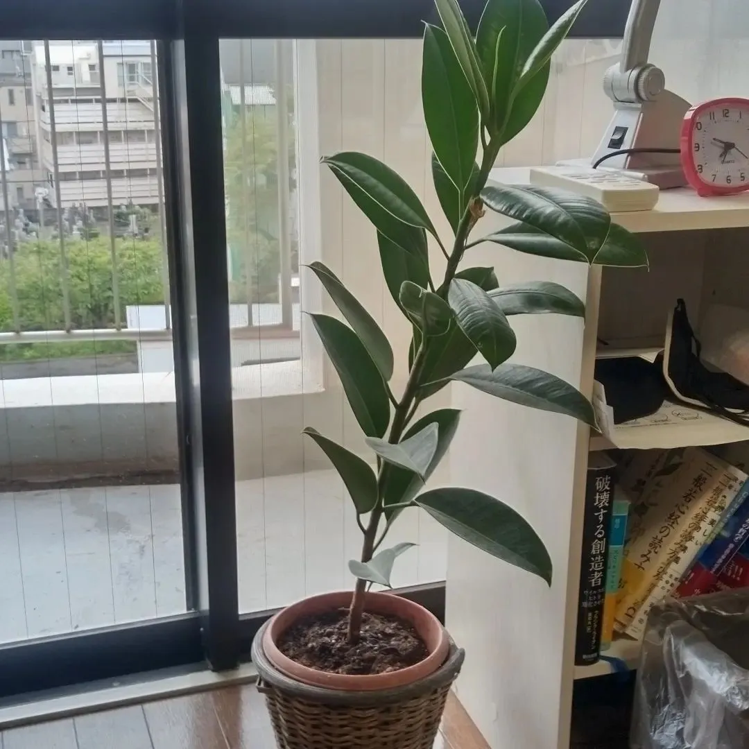 観葉植物をマンションに移動しました。