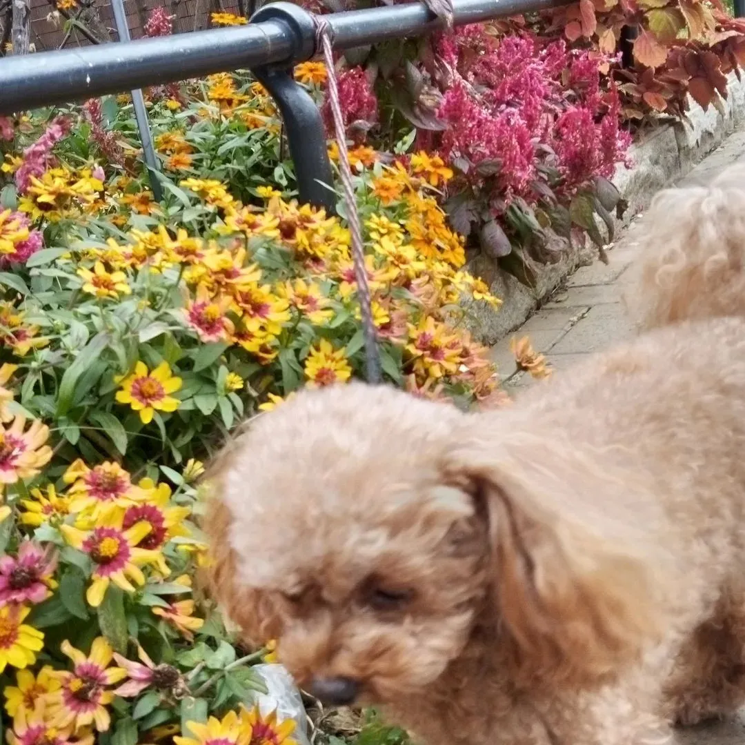 山下公園のバラ園で散歩