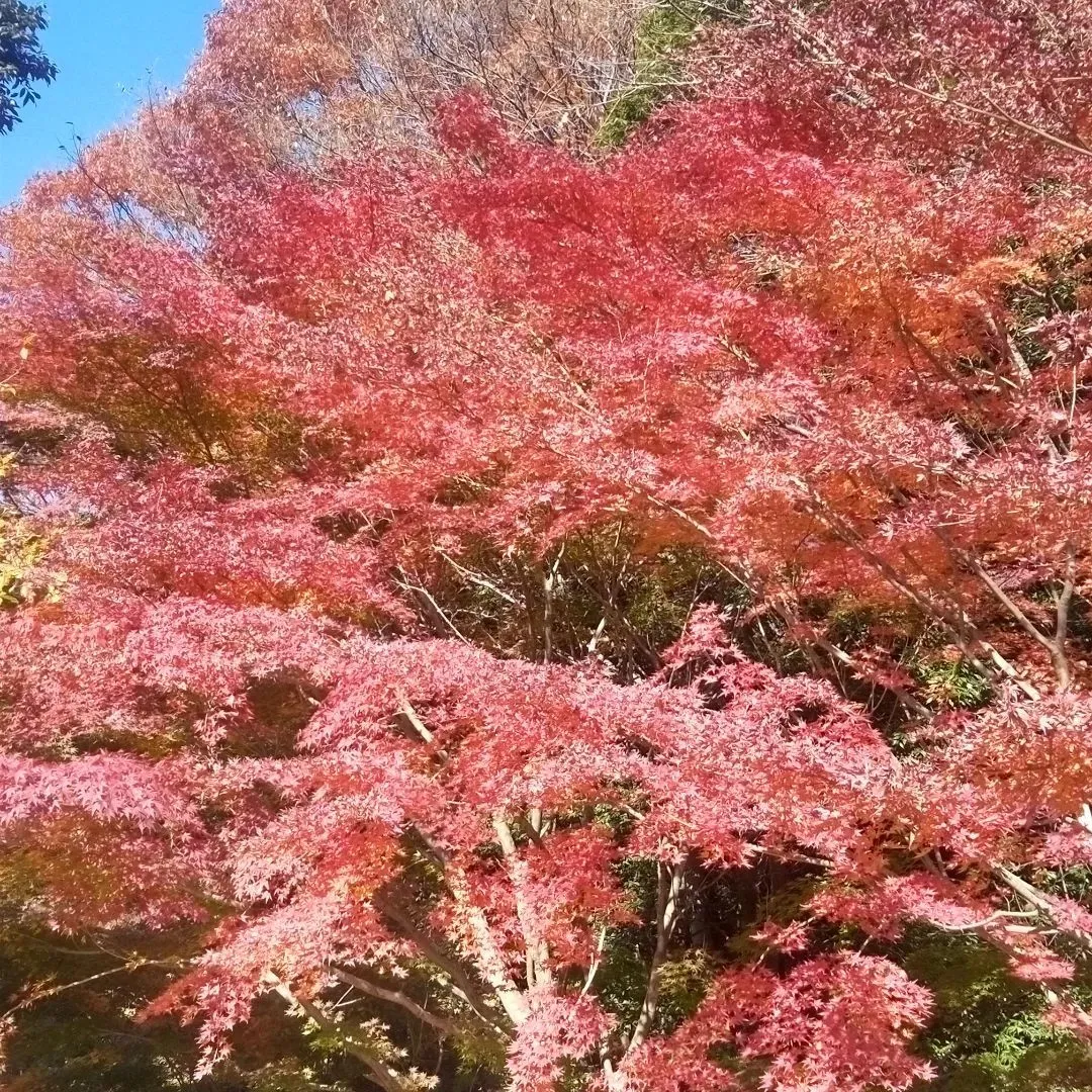 紅葉は今が見頃。