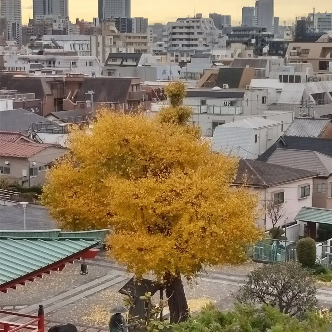 中野区のマンションの部屋から見た光景。