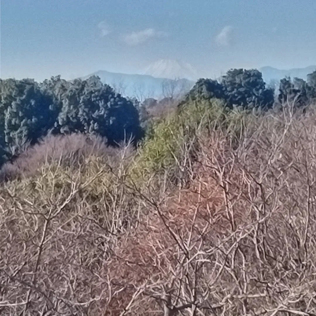 四季の森公園展望台から見た富士山。