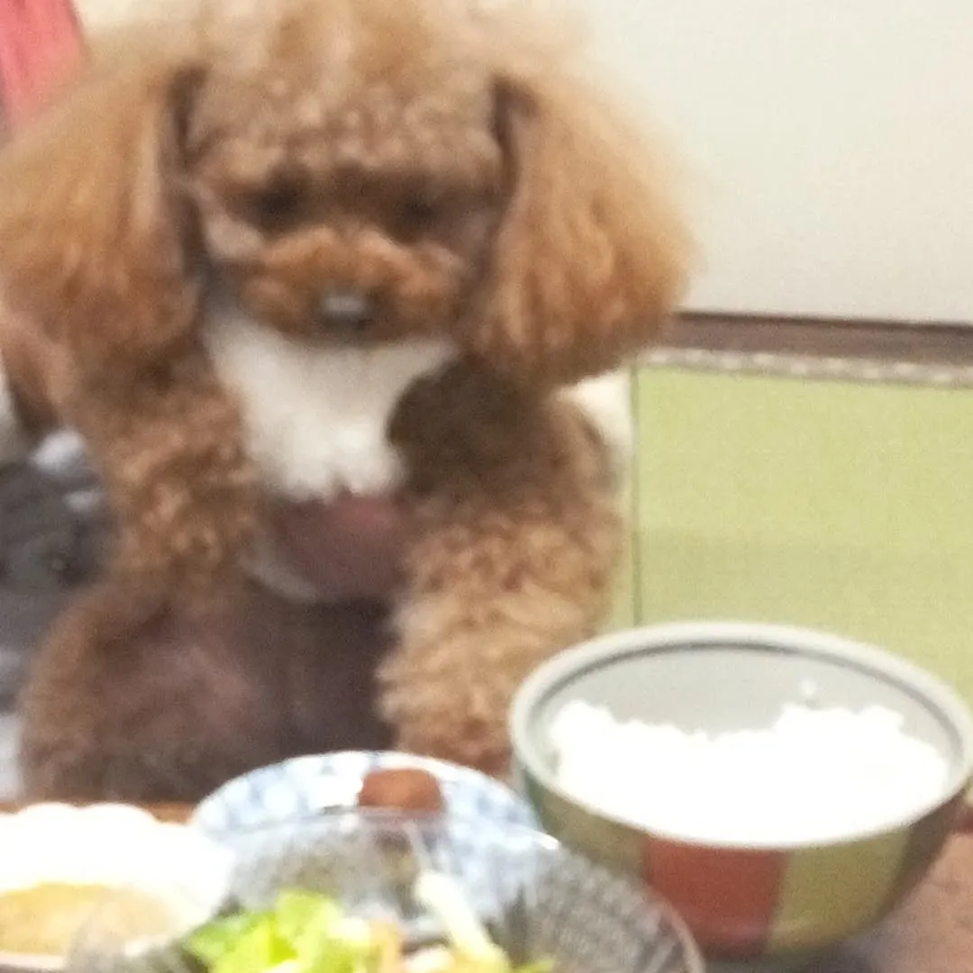 犬オーケーの宿の食事。