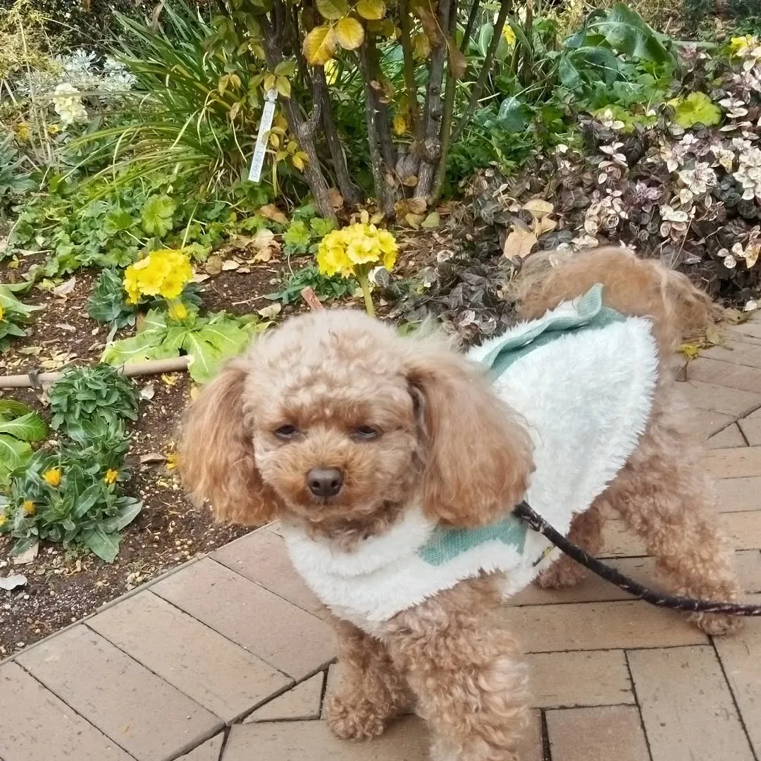 犬の散歩で山下公園のバラ園へ