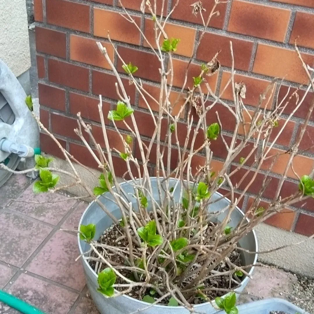 庭のあじさい芽吹いてきました。