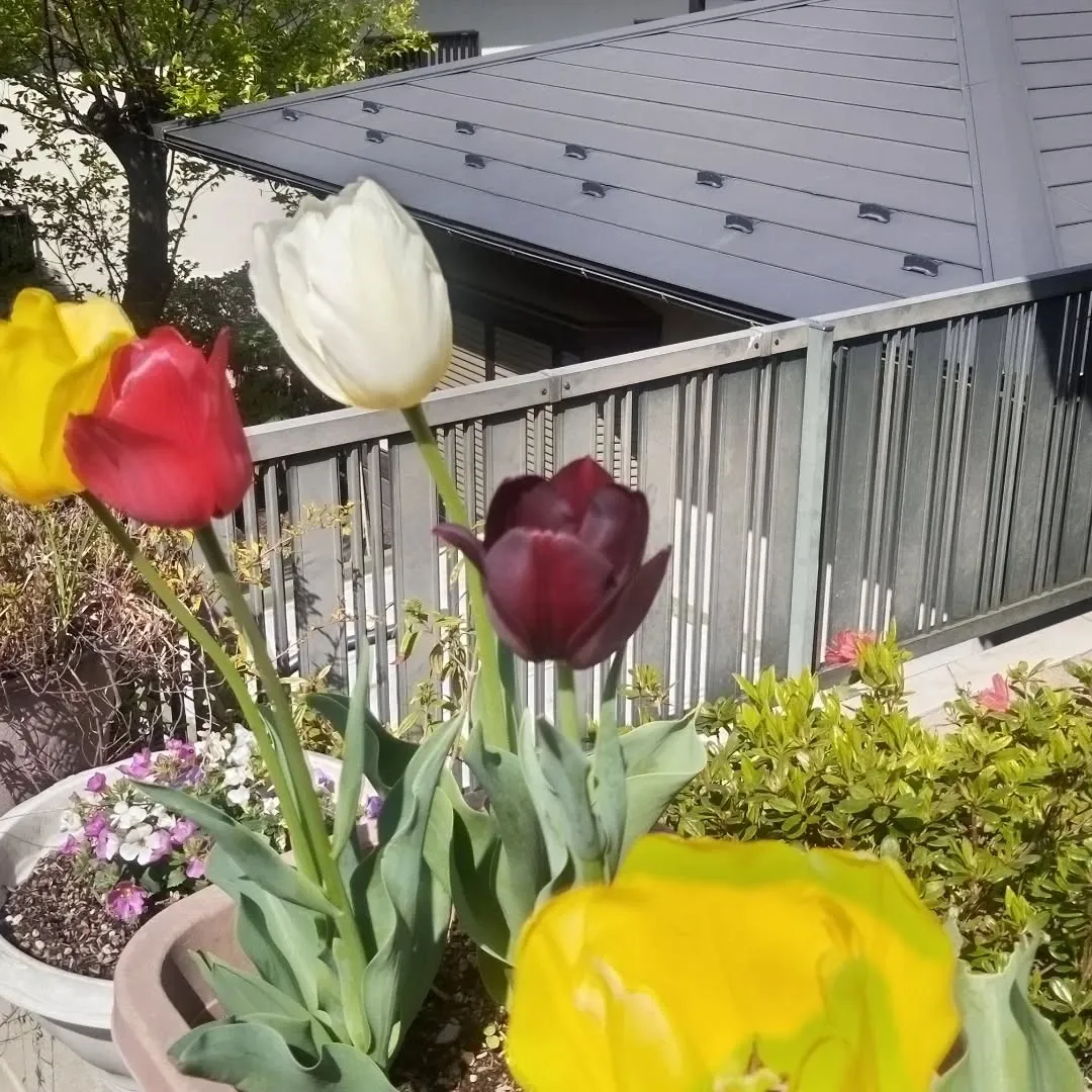 紫色のチューリップ咲きました。