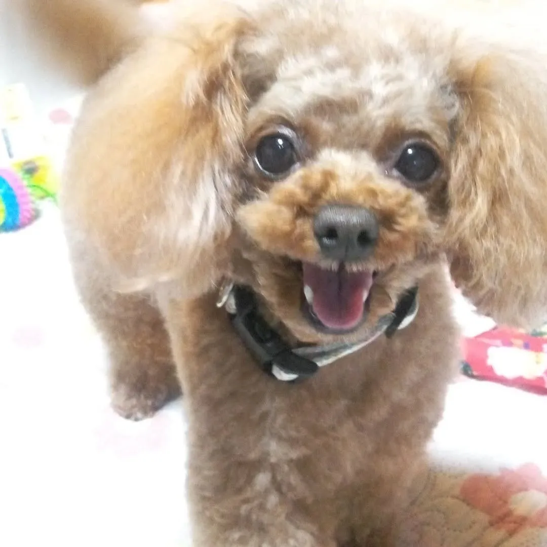 パール今日トリミングに行ってきました。