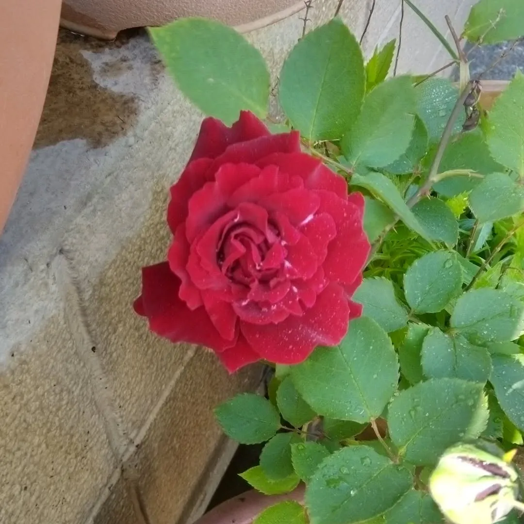 庭のバラ咲きました。