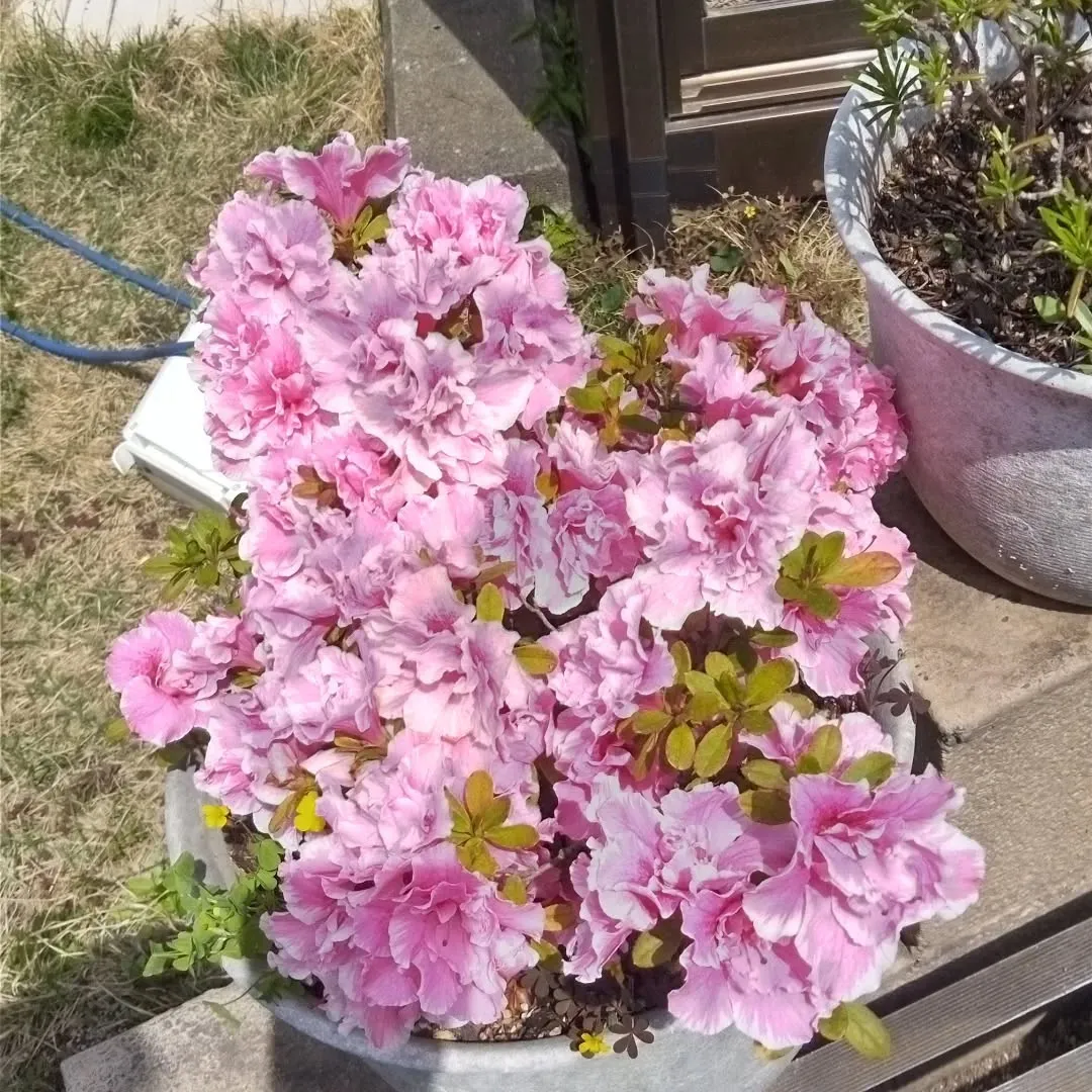 庭のアザレア？満開です。