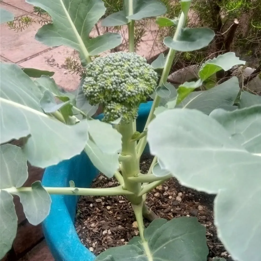 鉢植えの小さなブロッコリー。