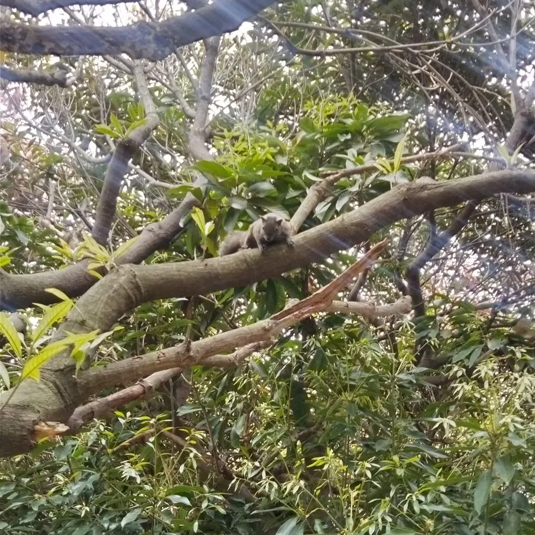 街中の公園で野生の🐿️リスを見た。