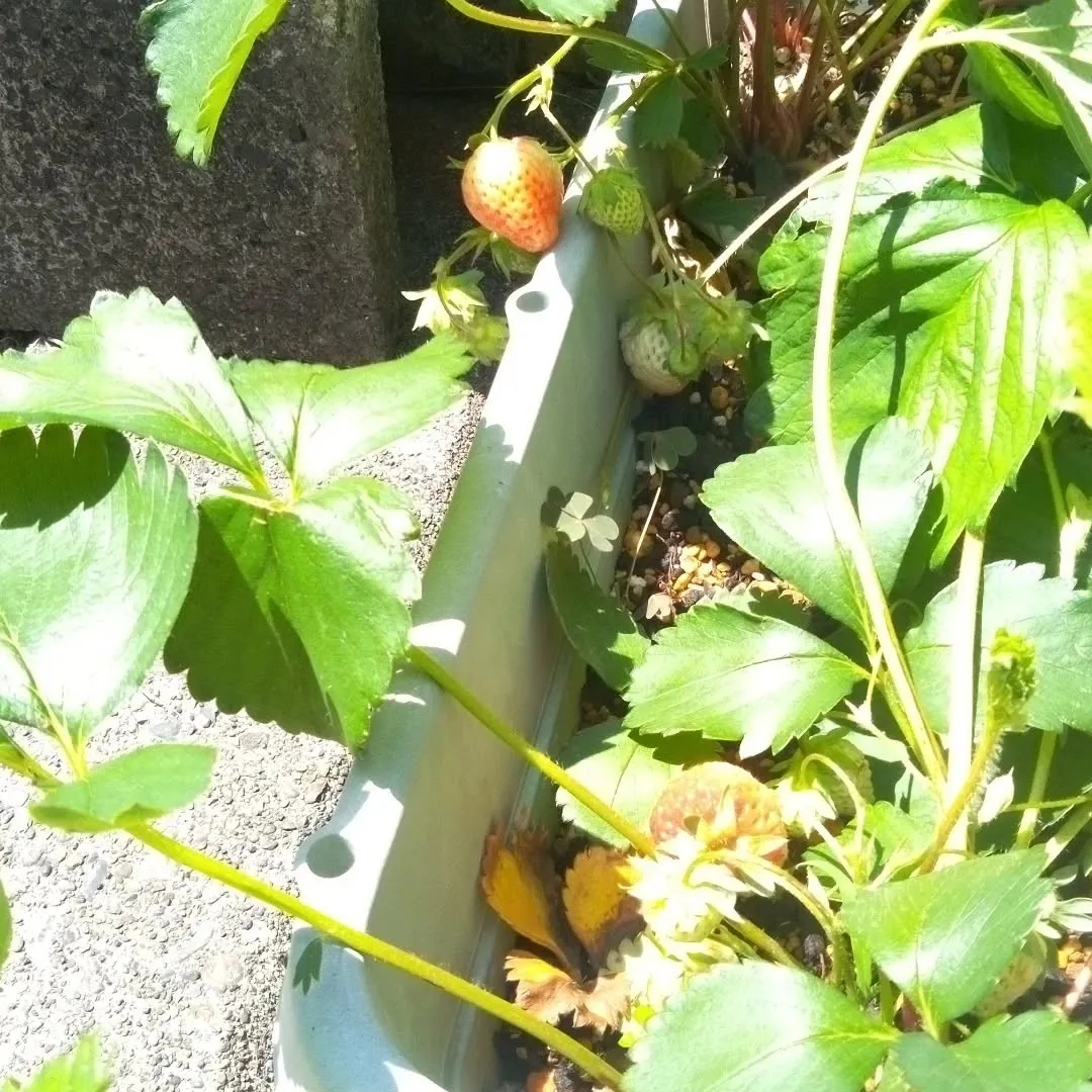 庭の鉢植えのイチゴ、赤くなってきました。