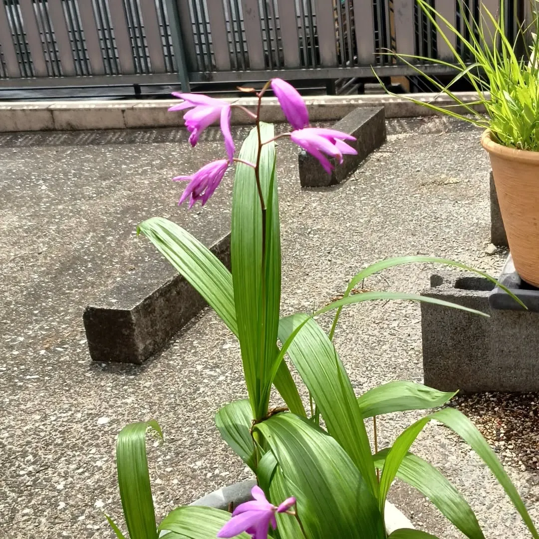 我が家の庭に咲く鉢植えの紫蘭の花🌸