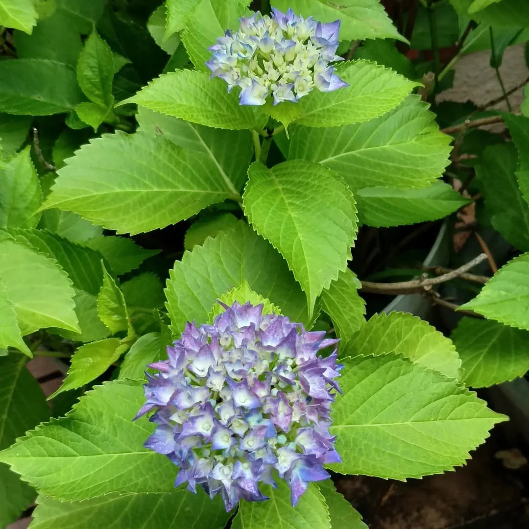 紫陽花咲き始めました。