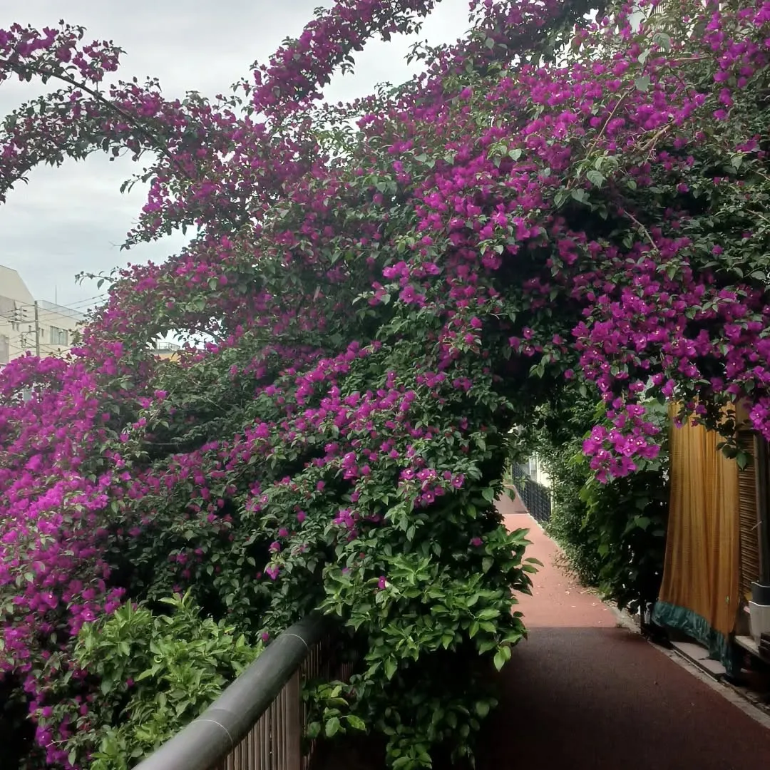 何の花だろう。