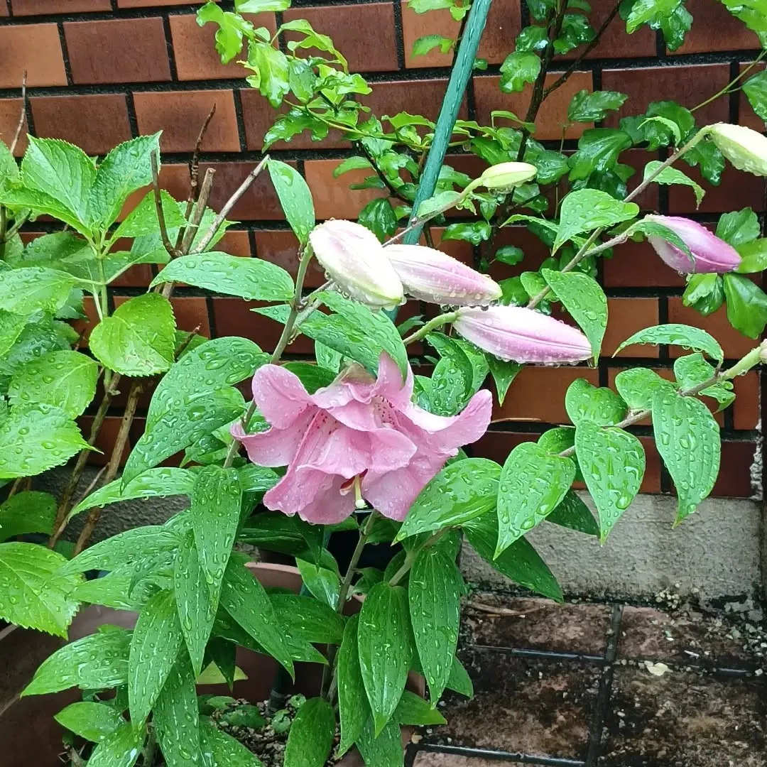 ゆり咲き始めました。