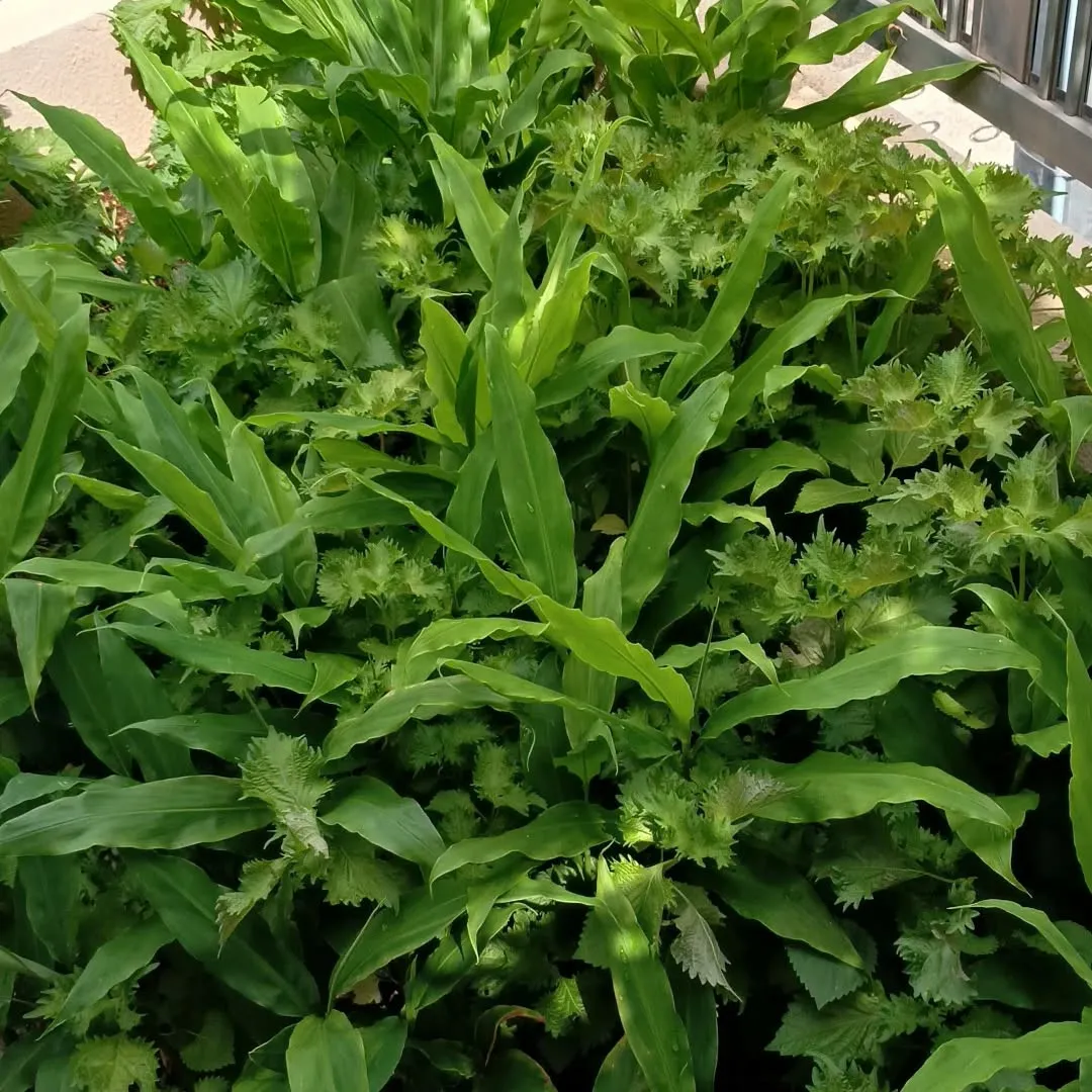 ミョウガとシソでいっぱい。