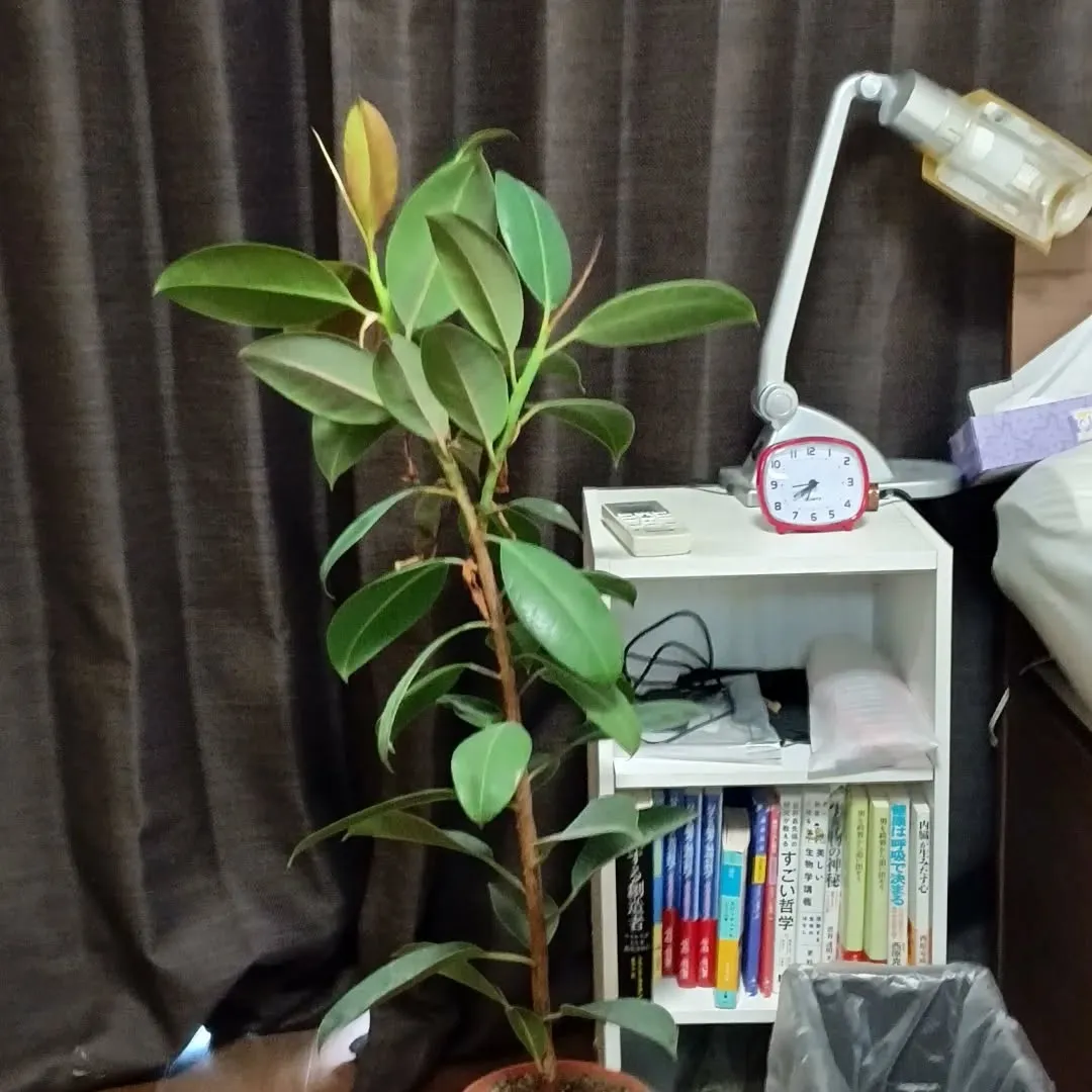 部屋の観葉植物、成長が速いです。