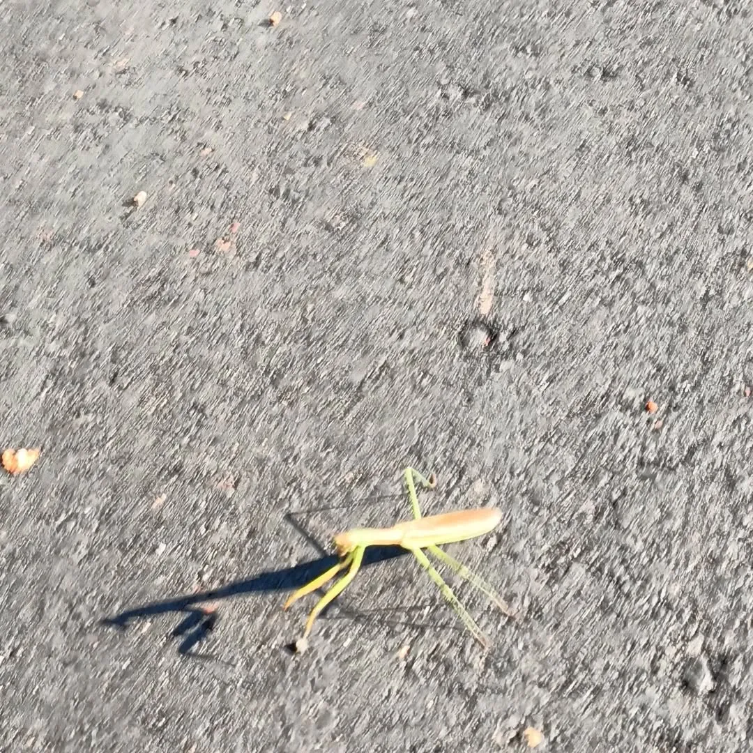 道路上で動かないカマキリ。