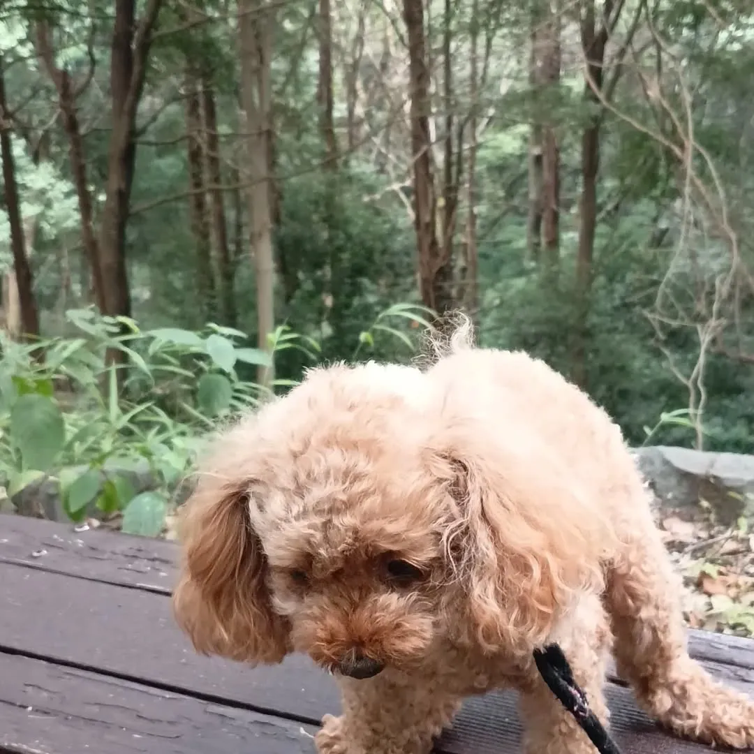 森の中は少しは涼しい