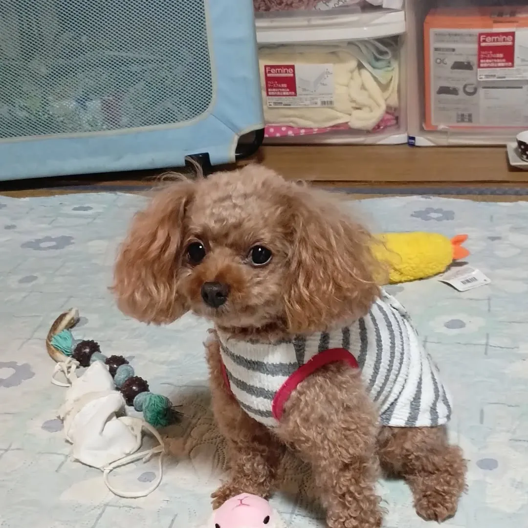 寒くなったので服を着たパール