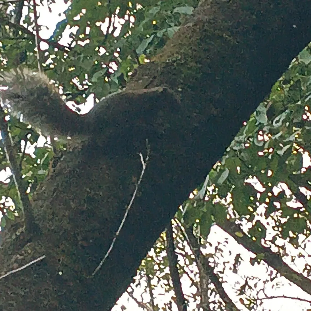 野生のリス発見。