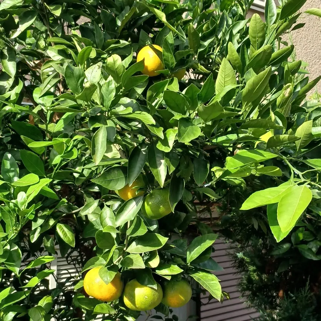 我が家のみかん色づいてきました。