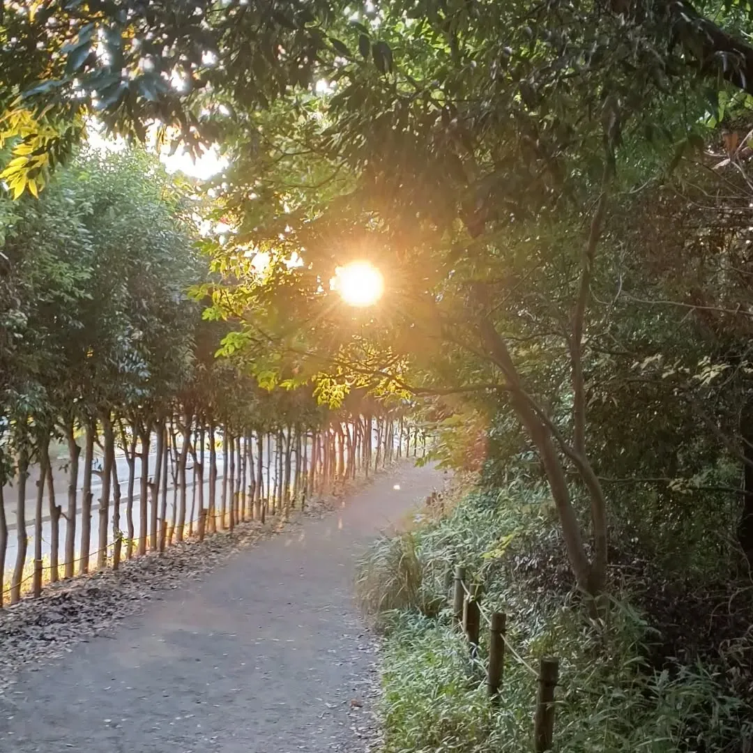 秋の木漏れ日。