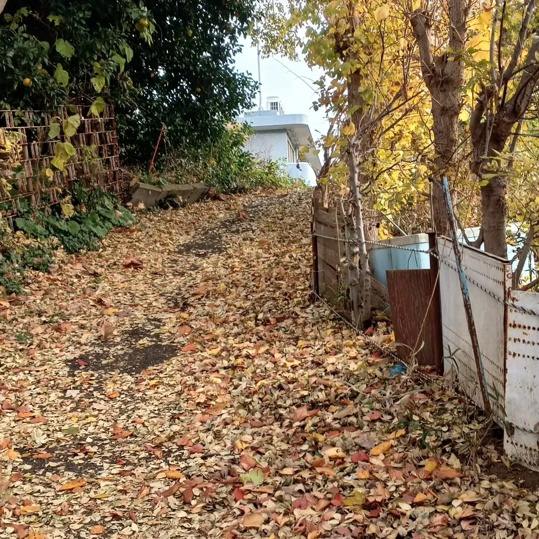 落ち葉で埋まった坂道。