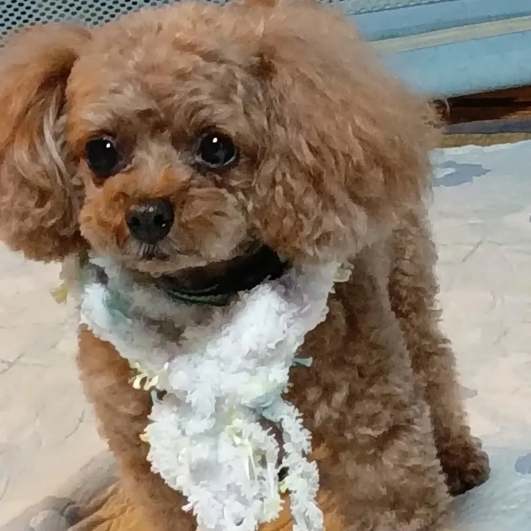 手作りマフラーをしたパール。