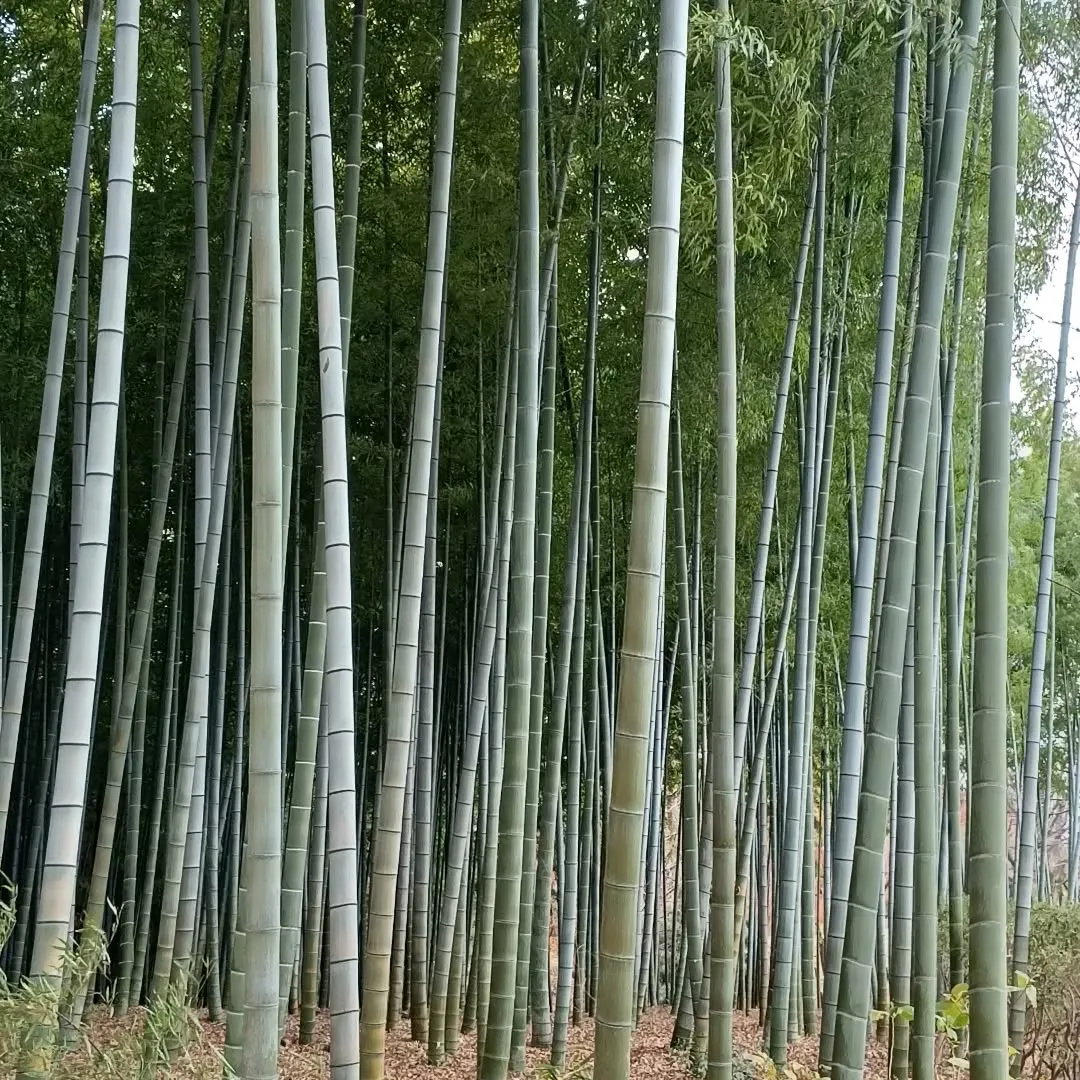 大塚歳勝土遺跡公園の竹林。