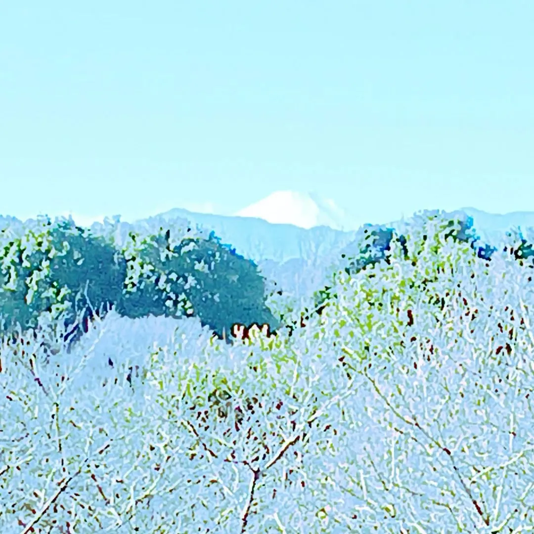 1月3日、四季の森公園から見た富士山。