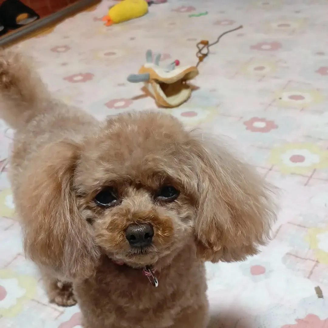 トリミングしてきれいになったパール。