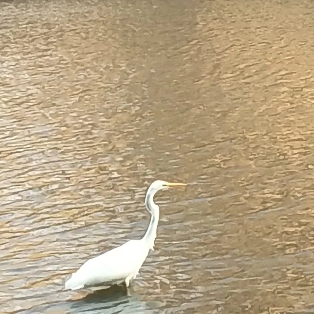 冬のシラサギ。