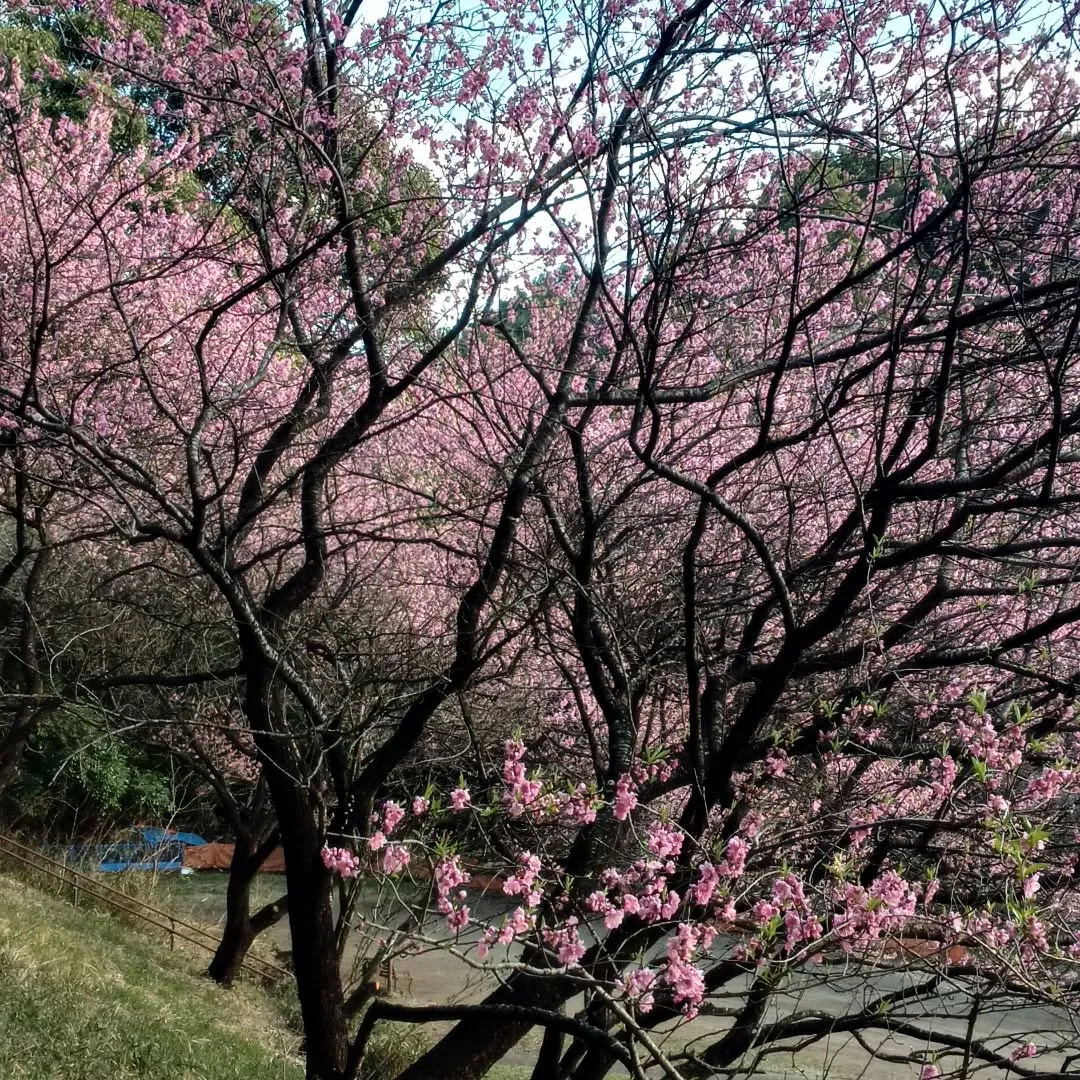 サクラの仲間？