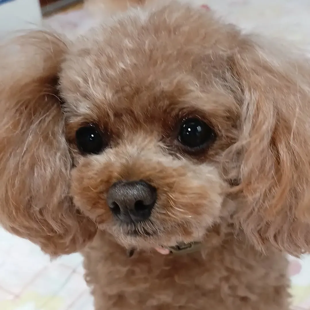 パールあと半月で6歳の誕生日。