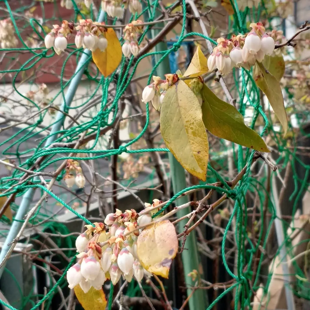 こちらも満開。