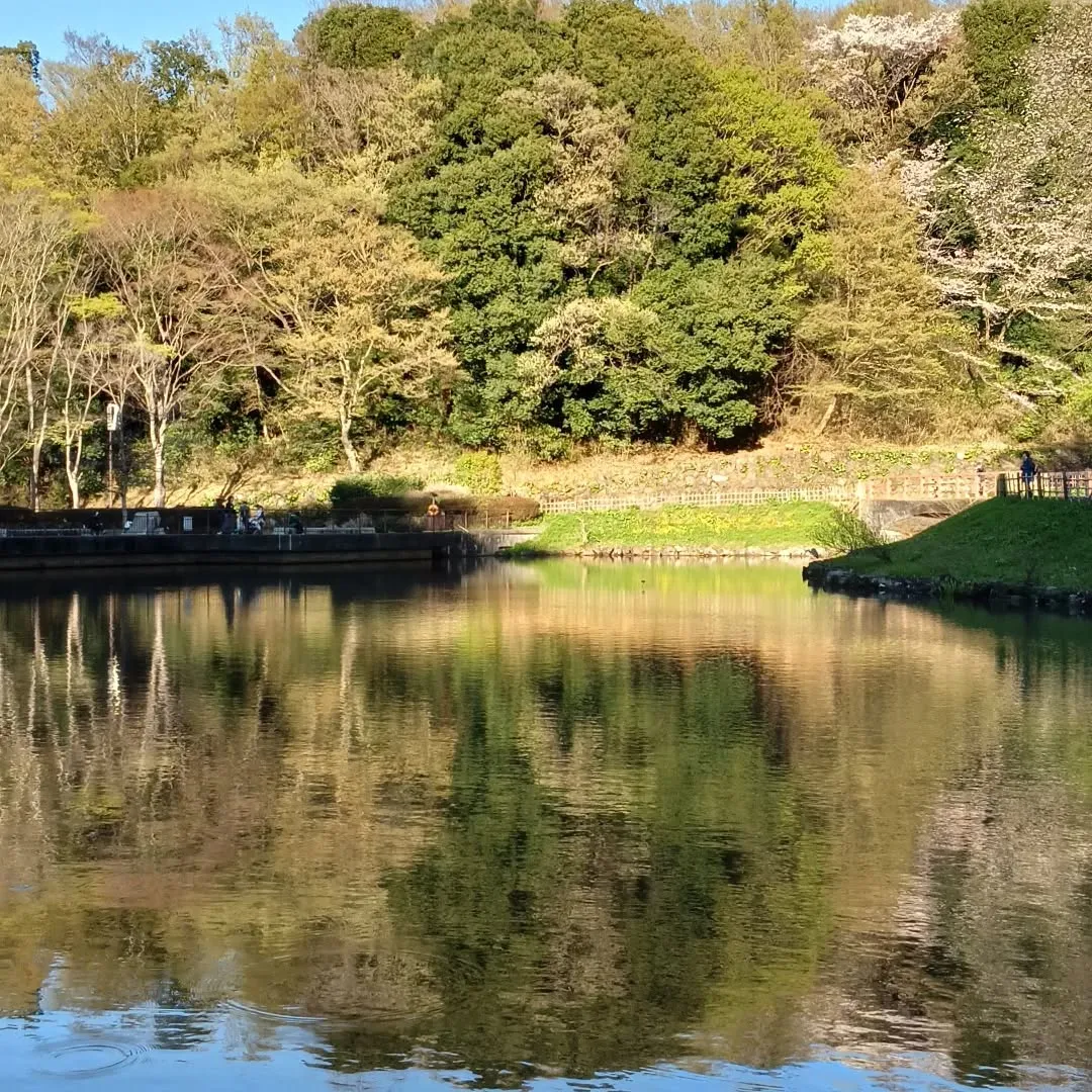水面は映える緑。