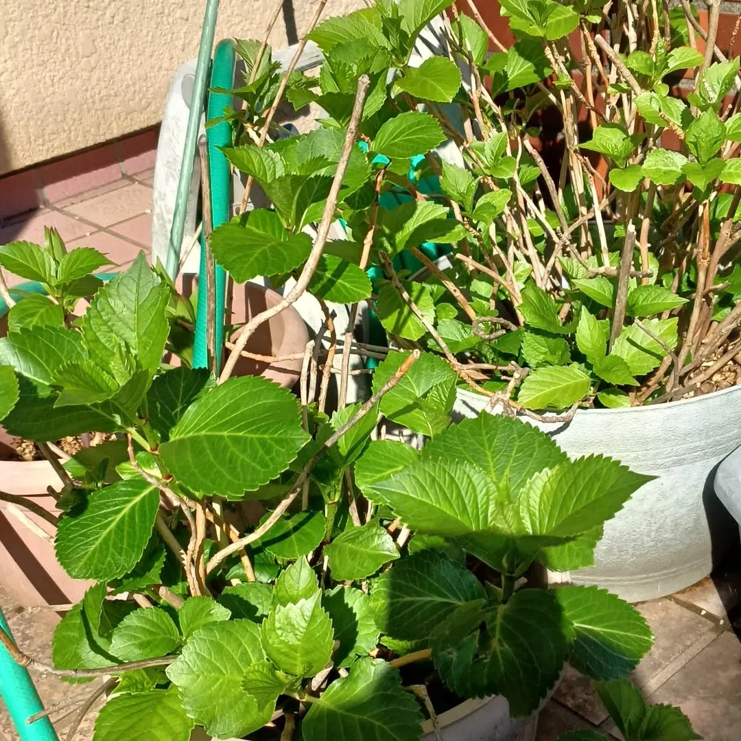 アジサイはいつ頃咲くだろう。