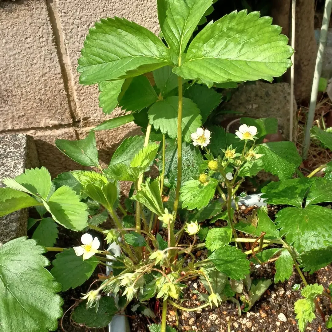 イチゴの花が咲き始めました