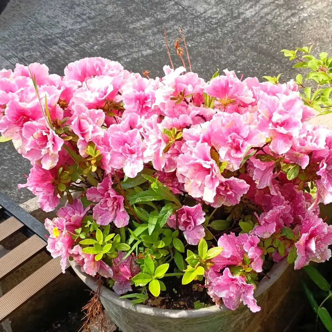 アザレア❓️満開です