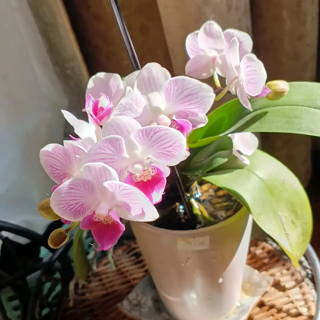 鉢植えのラン満開です。