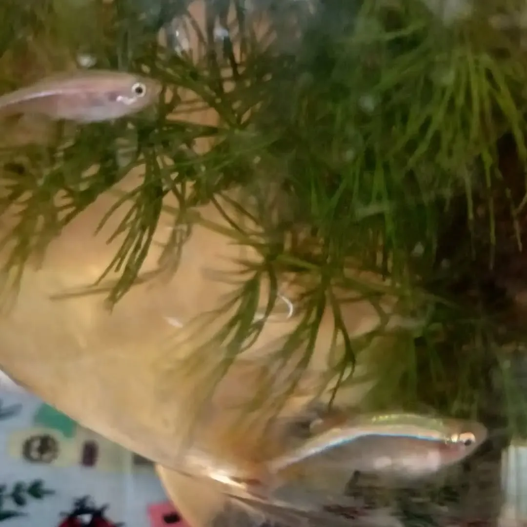 メダカ3尾飼いました