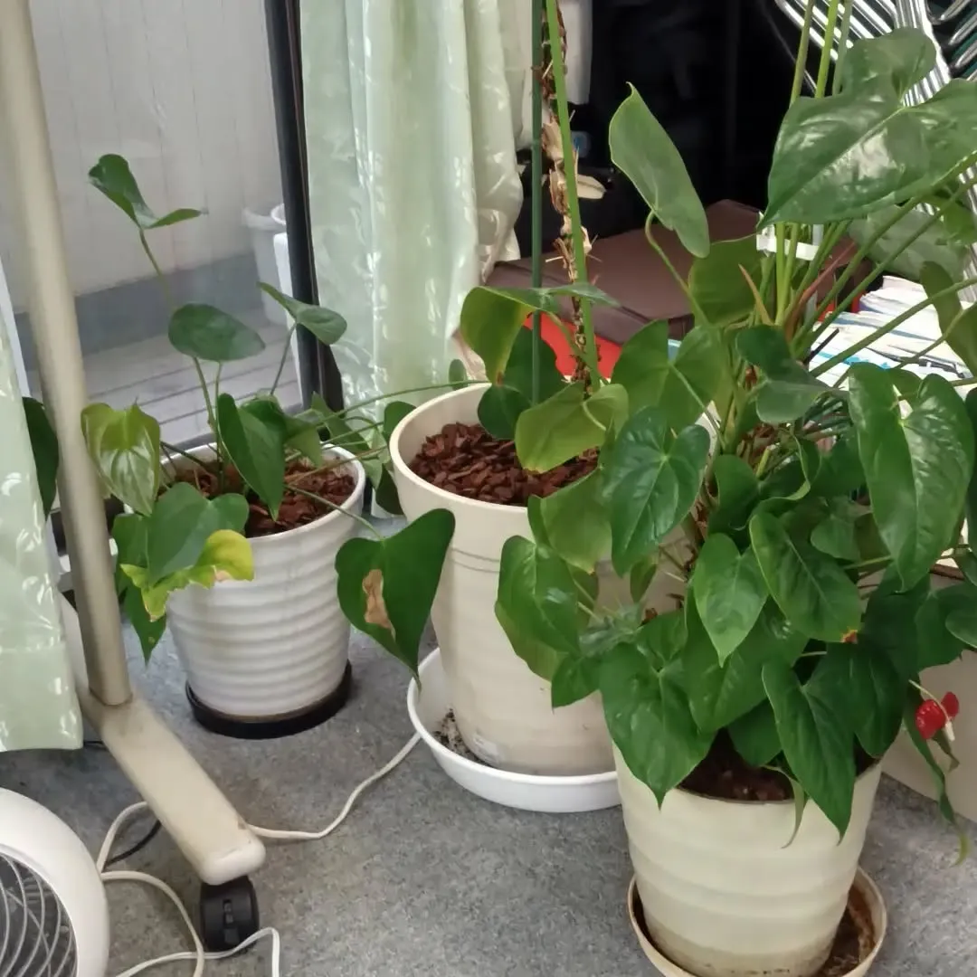 気功サロンの観葉植物、鉢変えました。