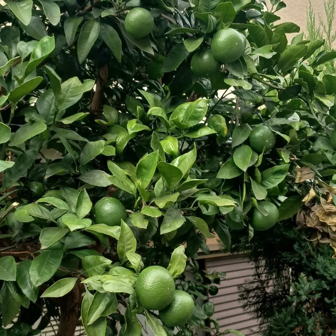 庭のみかん🍊成長してきました